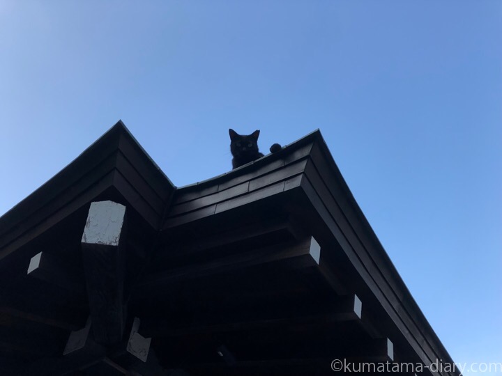 屋根の上の黒猫さん