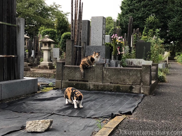 墓地の三毛猫さん