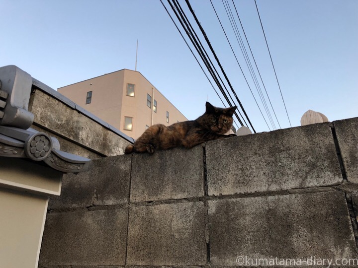 ブロック塀の上のサビ猫さん