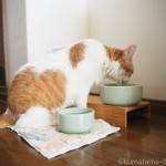 【月命日】「ヘルスウォーターボウル」で水を飲む猫