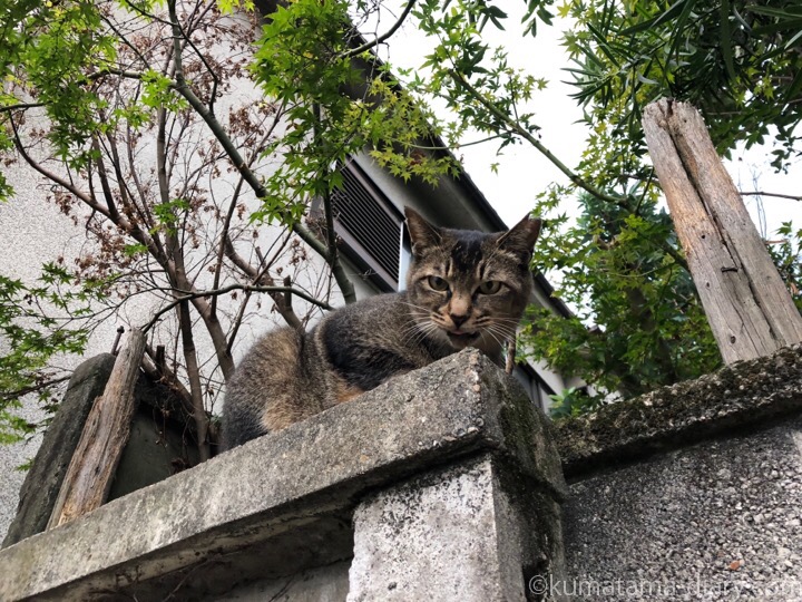 塀の上の猫さん