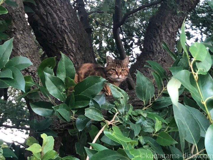 木の上のキジトラ猫さん
