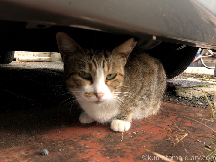 車の下のキジトラ白猫さん