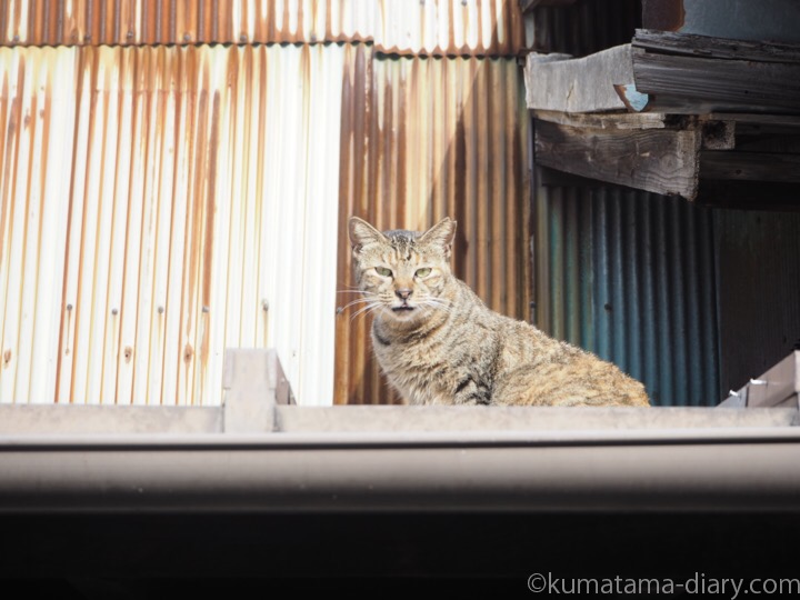 屋根の上のキジトラ猫さん