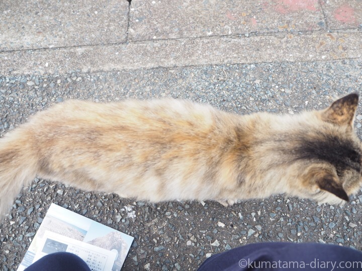 相島の長毛猫さん