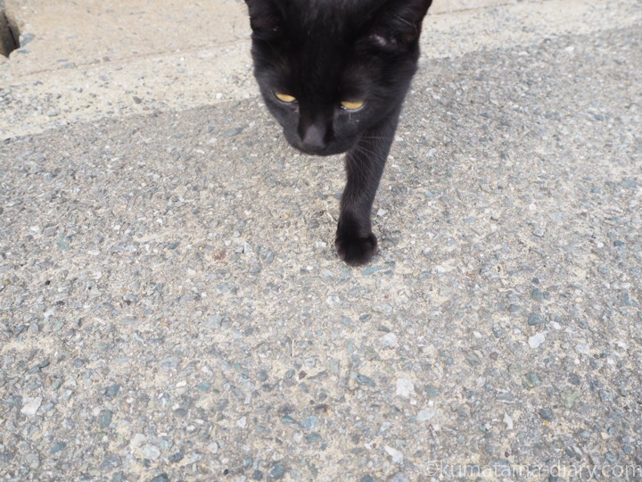 相島の黒猫さん