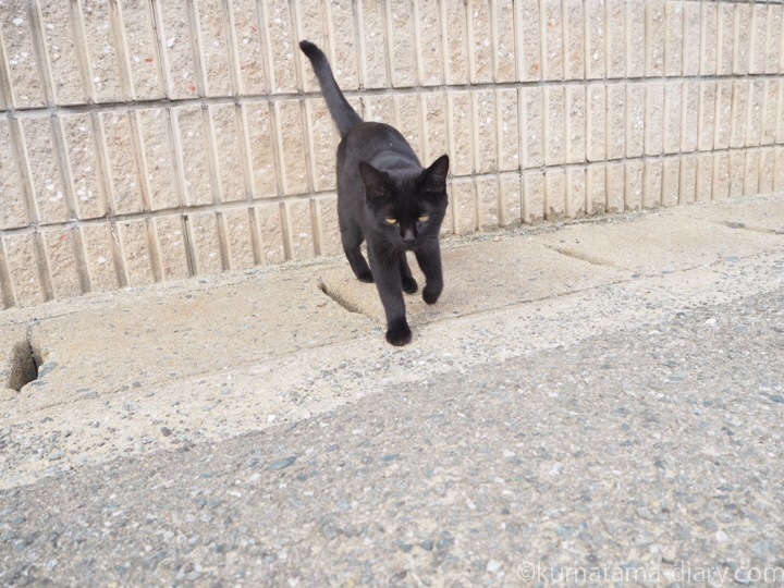 相島の黒猫さん