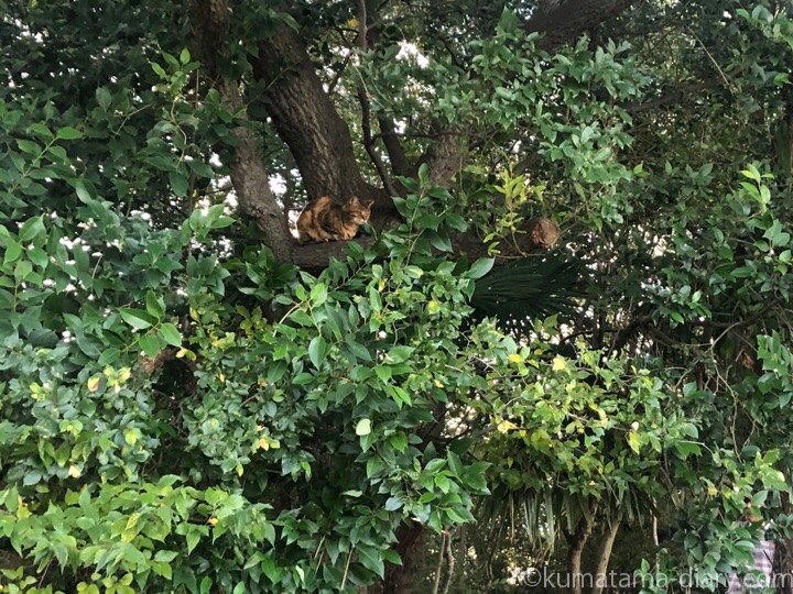 木の上のキジトラ猫さん