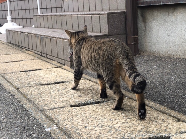 相島のキジトラ猫さんにゃんたま