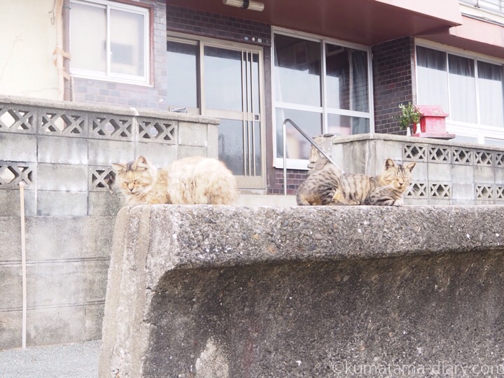 相島の猫さんたち
