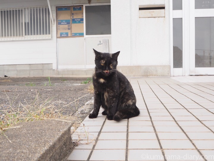 相島のサビ猫さん