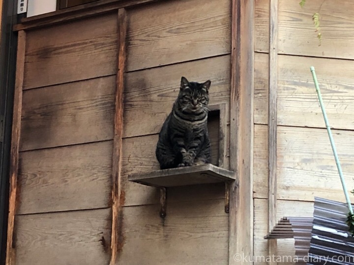 白山神社キジトラ猫さん