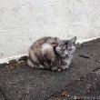 松戸市の猫さん