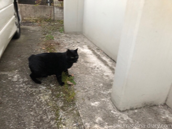 駐車場の黒猫さん