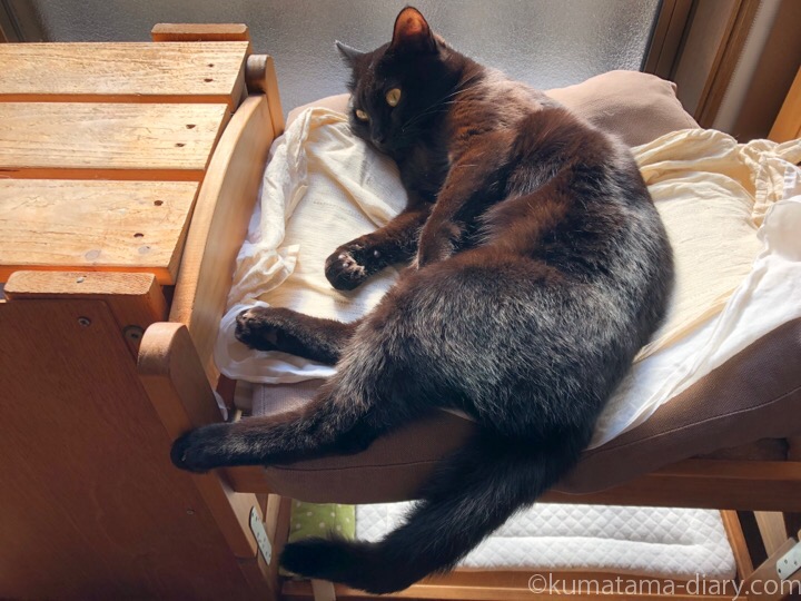 IKEA猫ベッドふみお