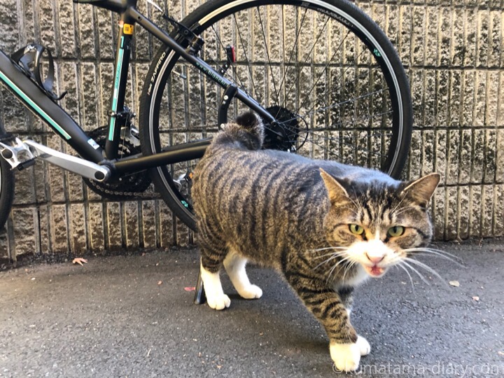 クロスバイクとキジトラ白猫さん