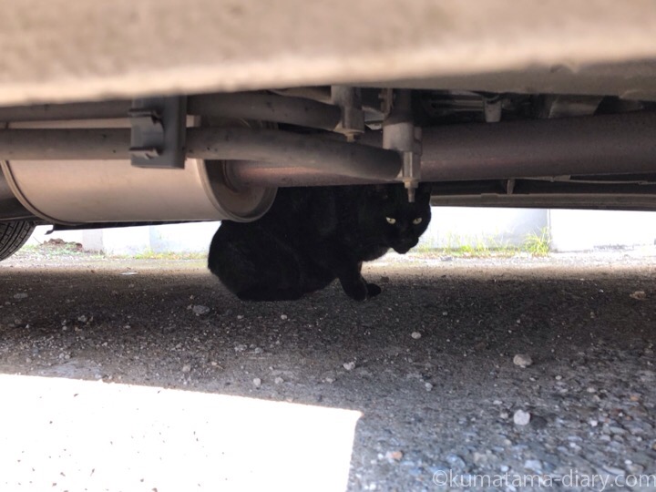 車の下の黒猫さん