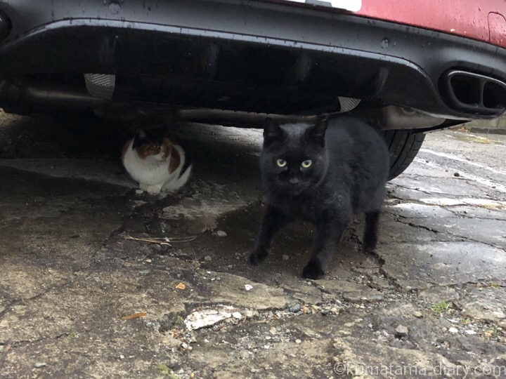 駐車場の黒猫さんと三毛猫さん