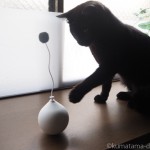 「pidan 電動猫おもちゃボール」で遊ぶ猫