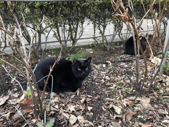 白山神社の黒猫さんとキジトラ猫さん