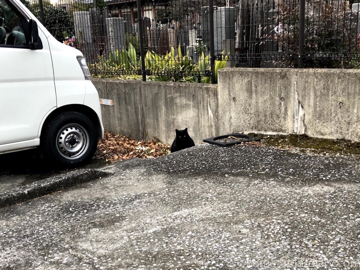 駐車場の黒猫さん