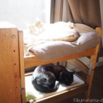 2段ベッドにしたIKEAの「DUKTIG 人形用ベッド」で寝る猫たち