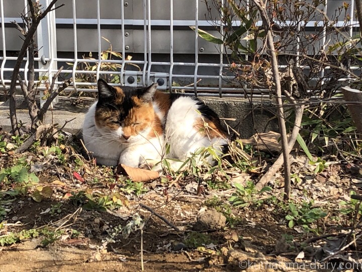 花壇の三毛猫さん