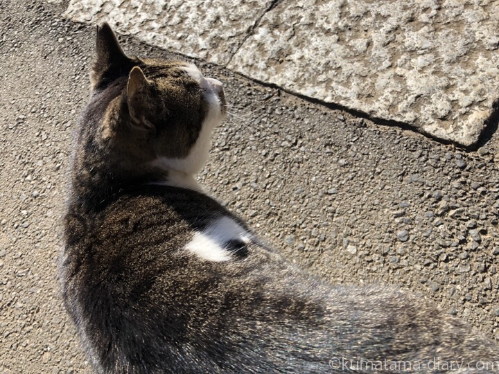 白山神社のキジトラ白猫さん