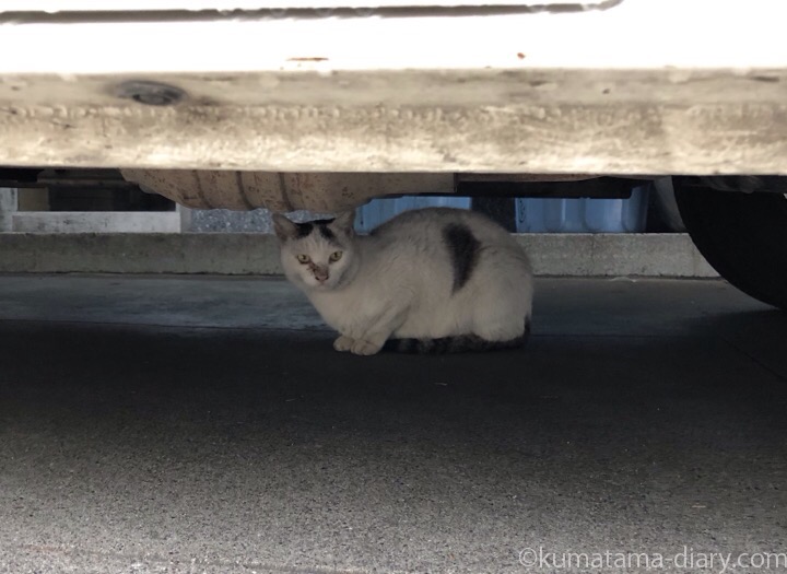 車の下のキジトラ白猫さん