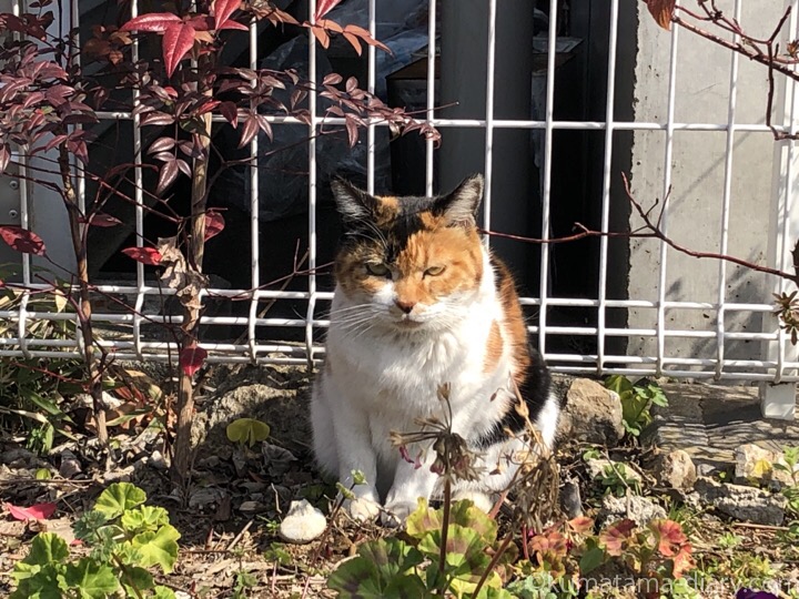 花壇の三毛猫さん
