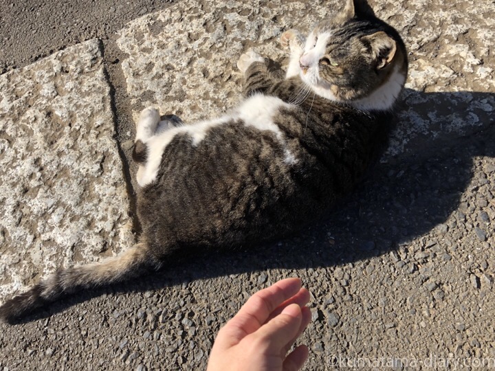 白山神社のキジトラ白猫さん