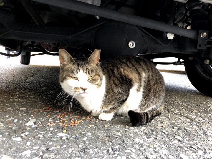 車の下でエサを食べるキジトラ白猫さん