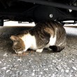 車の下でエサを食べるキジトラ白猫さん