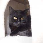 キャットタワーのボックスの中の黒猫