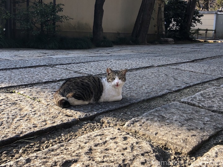 お寺のキジトラ白猫さん