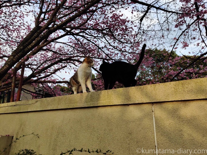 塀の上の猫さんたち