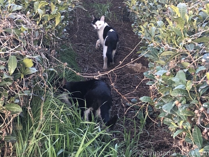 茶畑の黒白猫さんたち