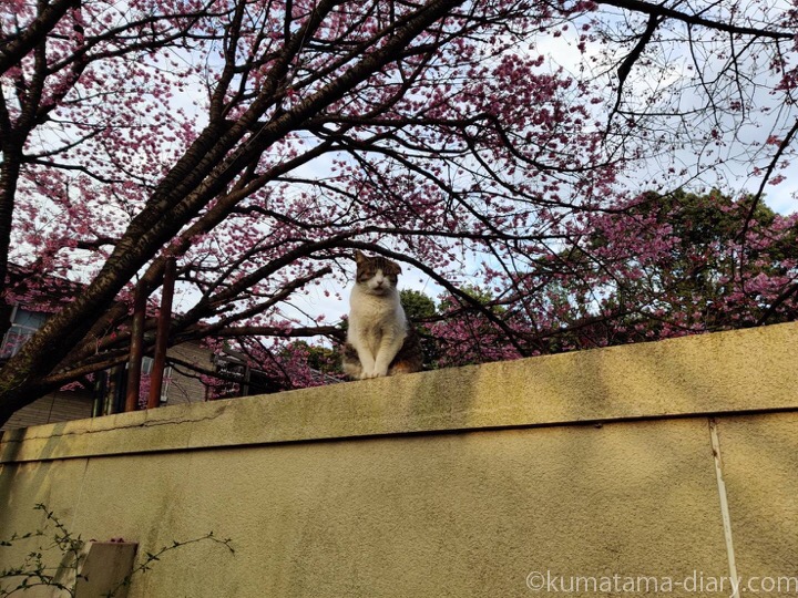 塀の上の三毛猫さん