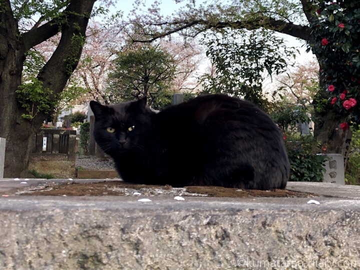 染井霊園黒猫さん