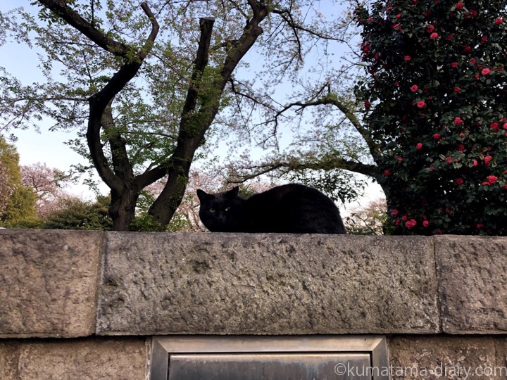 染井霊園黒猫さん