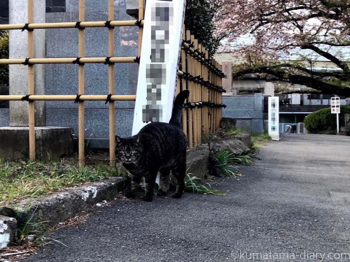 染井霊園キジトラ猫さん