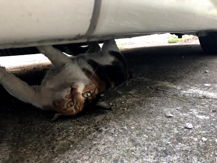 車の下の三毛猫さん
