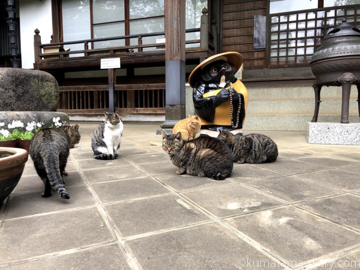 お寺の猫さんたち