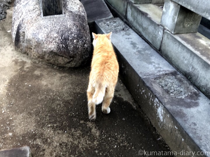 染井霊園茶トラ猫さん