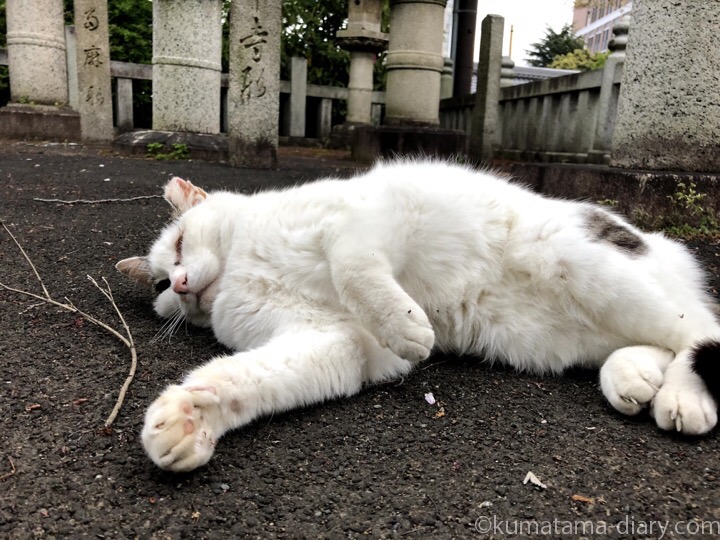 護国寺のキジトラ白猫さん