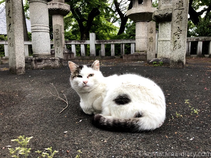 護国寺のキジトラ白猫さん