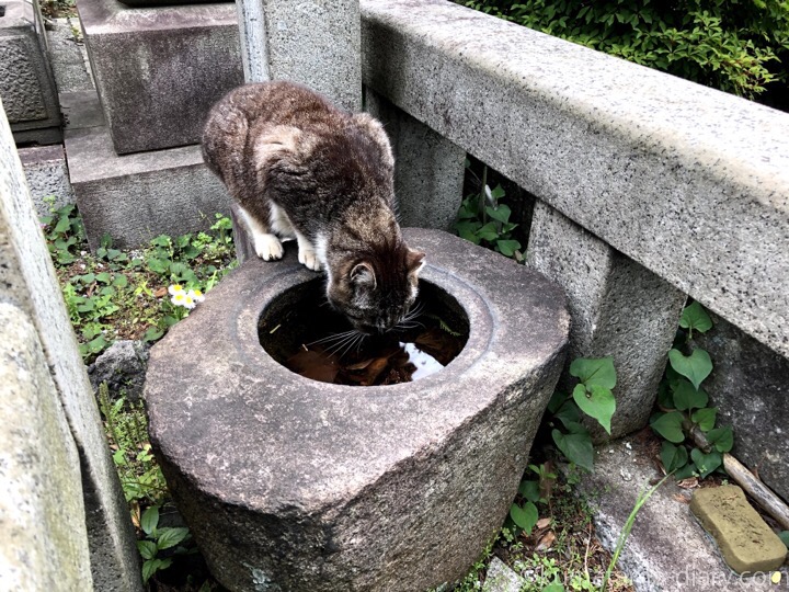 水を飲むキジトラ白猫さん