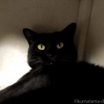キャットタワーのボックスで涼む黒猫