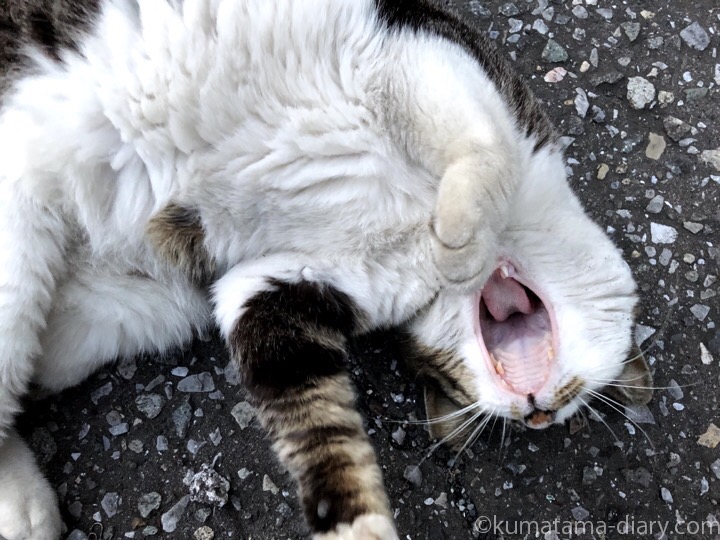 キジトラ白猫さんあくび