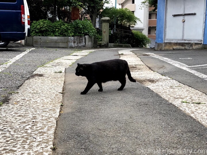 神社の黒猫さん